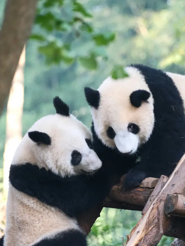 A giant panda at the Chengdu breeding base