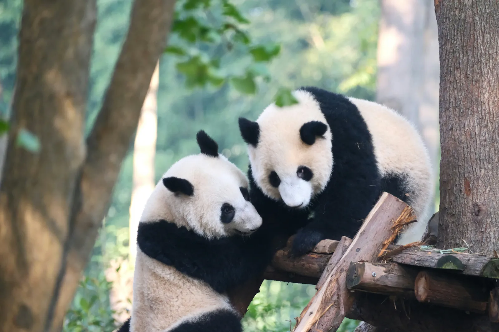 Two giant pandas at the Chengdu Research Base of Giant Panda Breeding