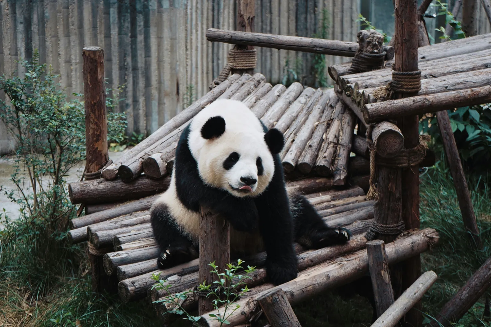 A giant panda climbing a tree at the Chengdu panda base