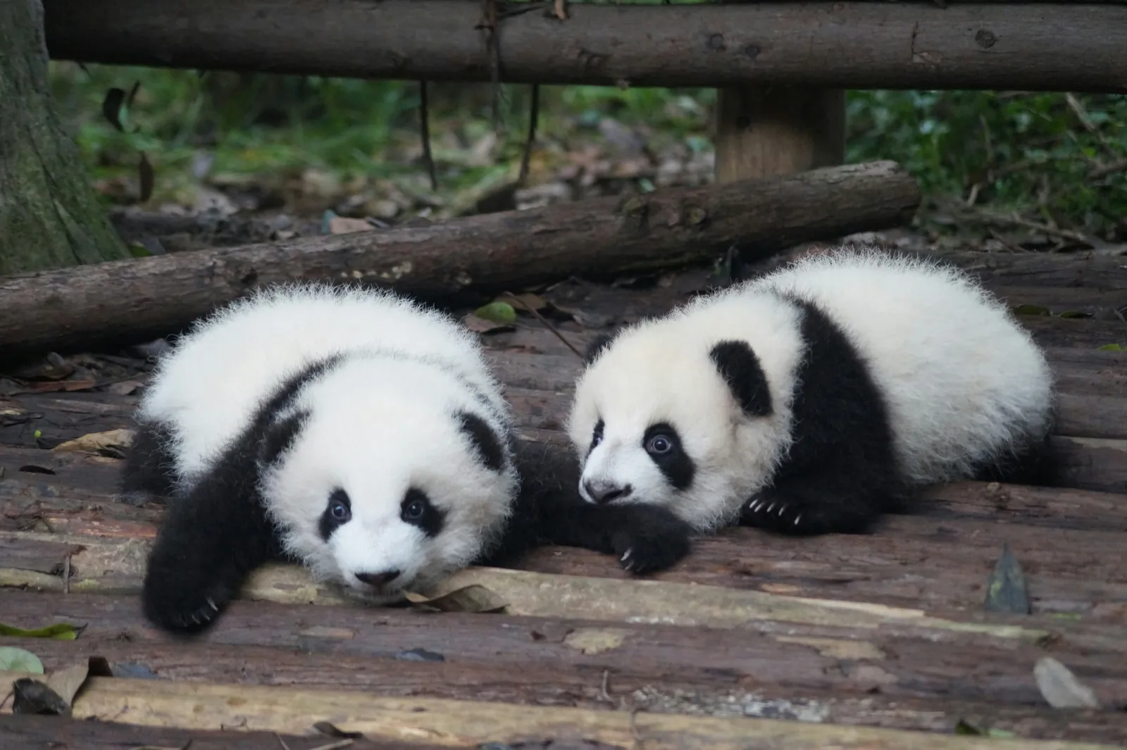 A street scene in Chengdu, Sichuan