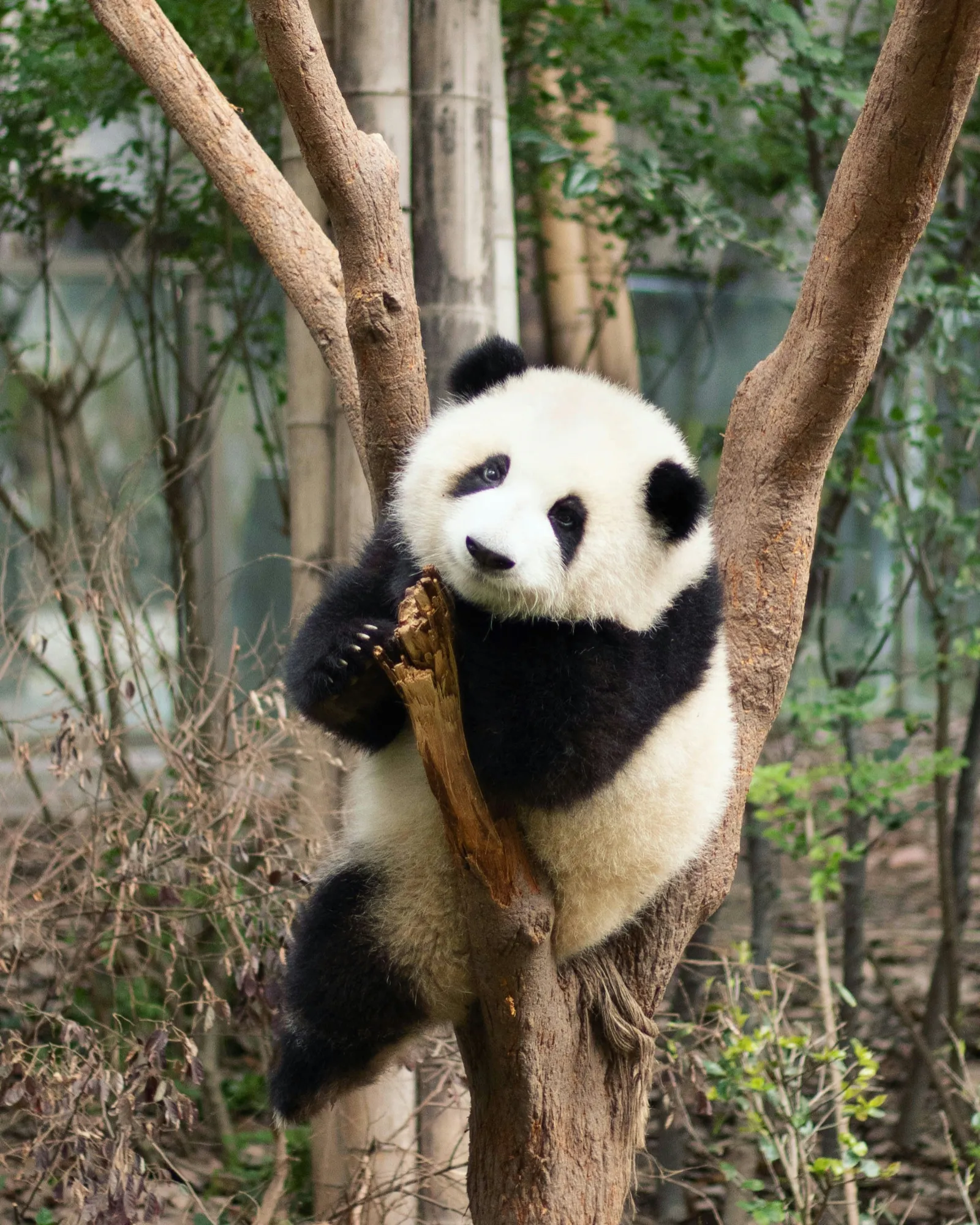 A panda cub at the Chengdu Research Base