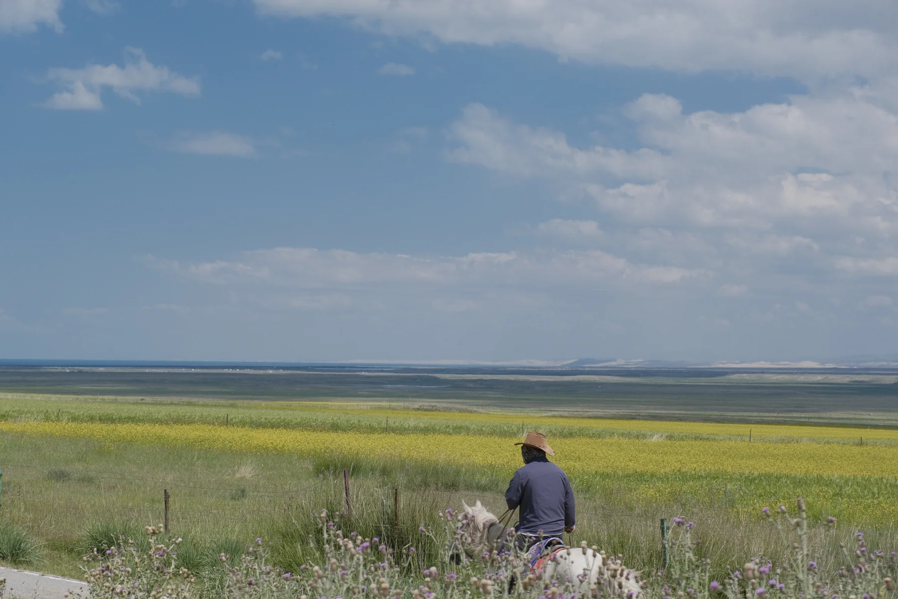 A rider crossing summer fields near Qinghai Lake under a wide blue sky