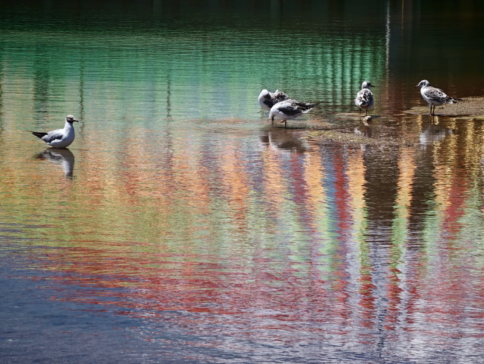 Gulls standing in water coloured by reflections from prayer flags